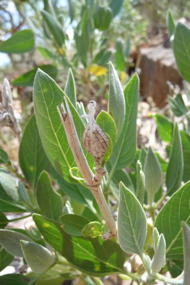 Petalidium_physalioides