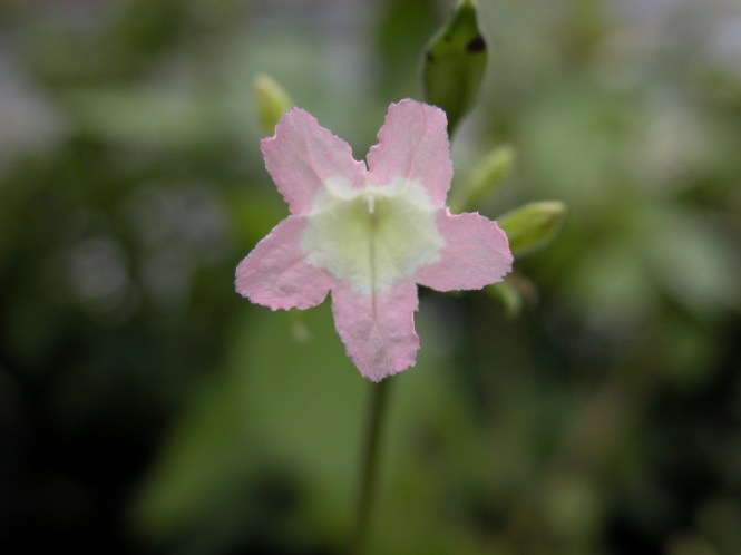 Ruellia_biolleyi