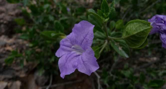 Ruellia_boranica