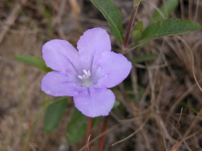 Ruellia_caroliniensis