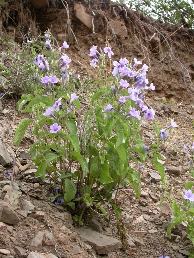Ruellia_ciliatiflora