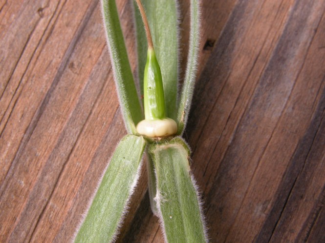 Ruellia_conzattii_bignectary