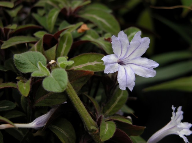 Ruellia_devosiana