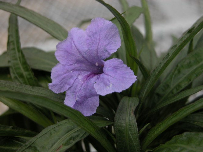 Ruellia simplex (2).JPG