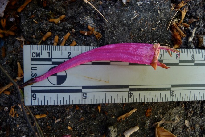 Ruellia_eumorphantha