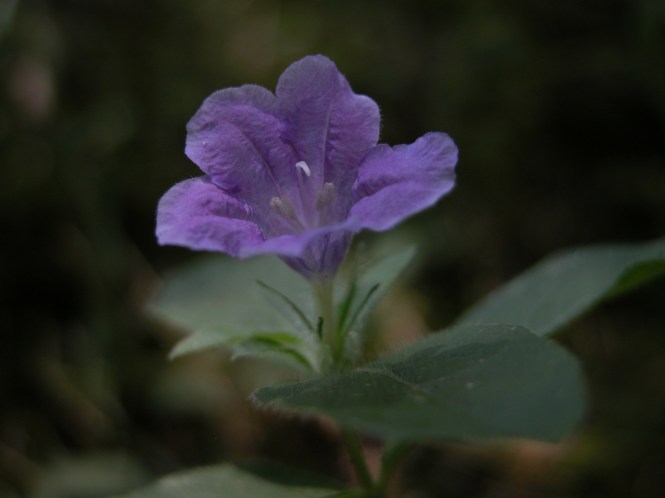 Ruellia_humilis