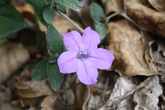 ruellia_lantanoglandulosa