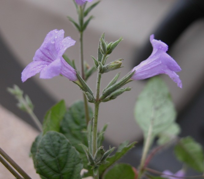 Ruellia_nudiflora