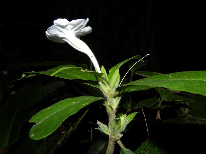 ruellia_odorata