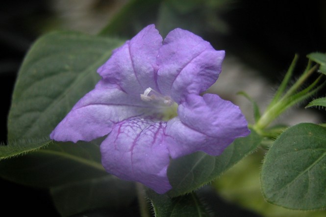 Ruellia_paniculata