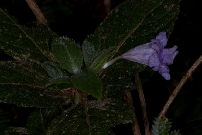 ruellia_putumayensis
