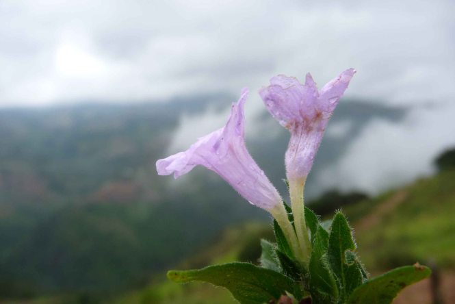Ruellia_saeri