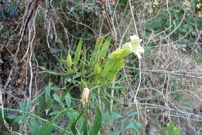Ruellia_sarukhaniana