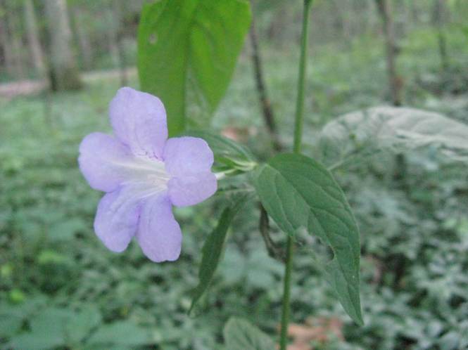 Ruellia_stepens