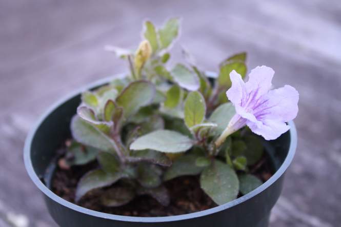 Ruellia_succulenta