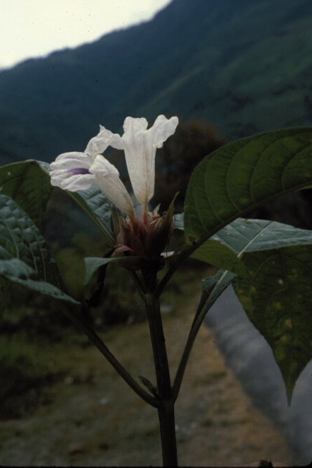 Ruellia_tubiflora
