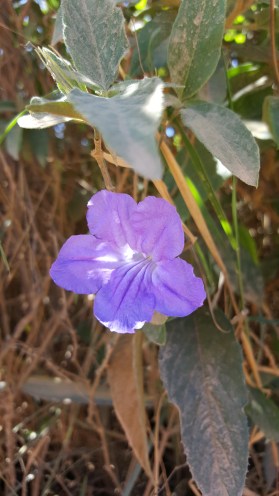 Ruellia dissitifolia_ET5918 (5).jpg
