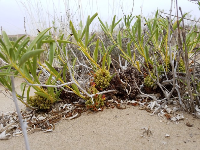 Petalidium lepidagathis2_ET6941.jpg